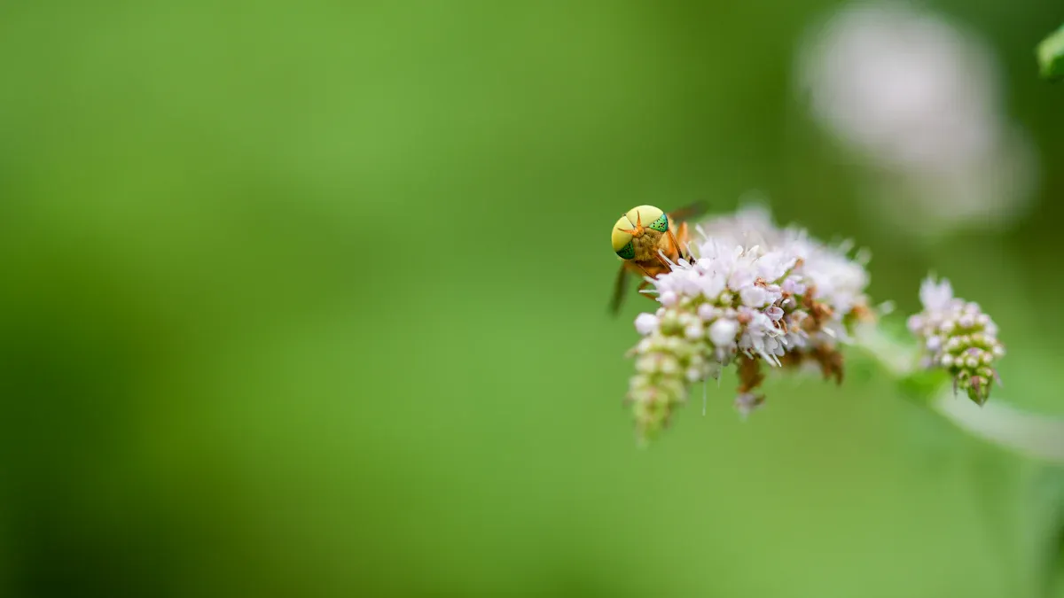 Role of Insects as Pollinators