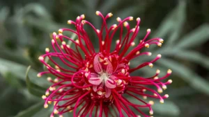 Common US Flowers Types: Identification Guide