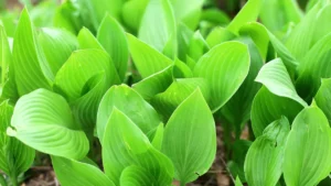 How to Divide Hostas Successfully