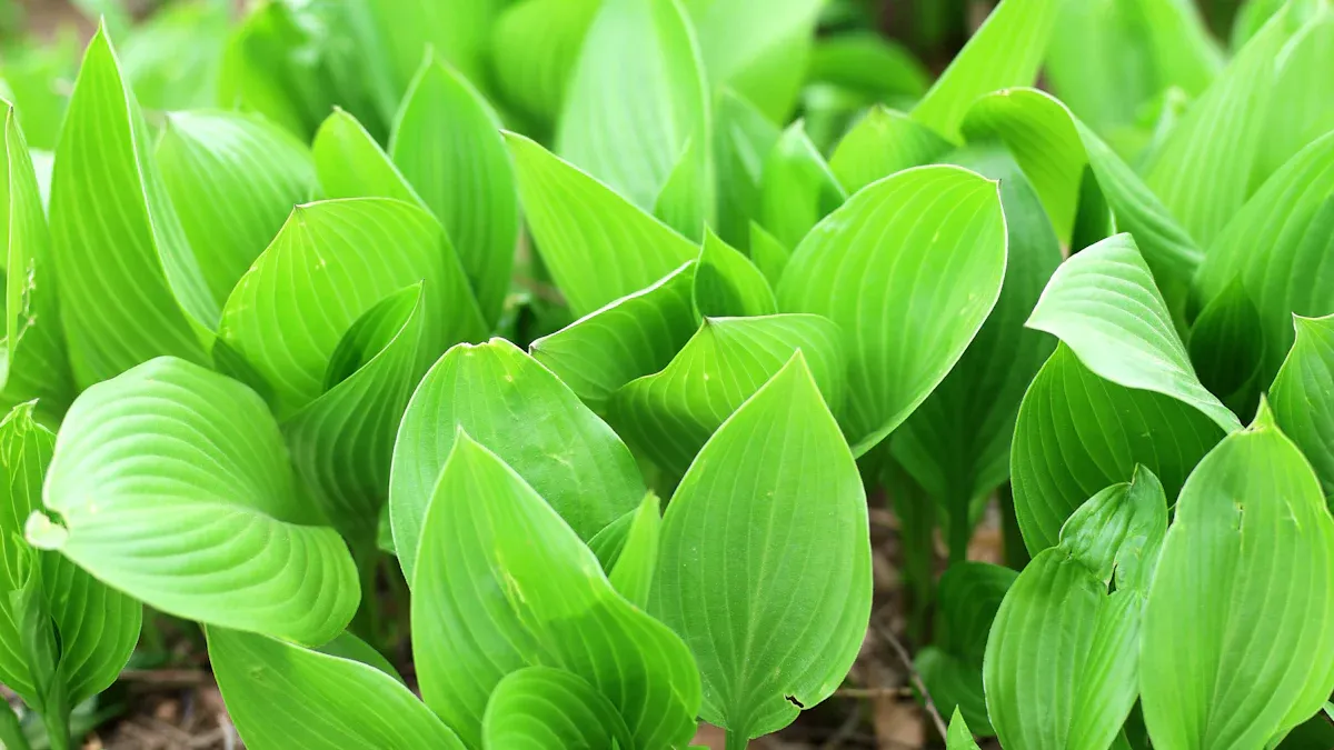 How to Divide Hostas Successfully