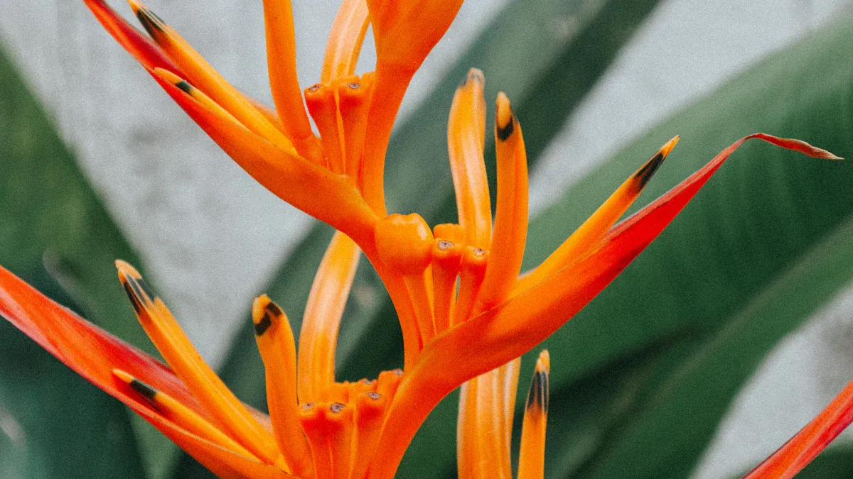 Different Types of Heliconia