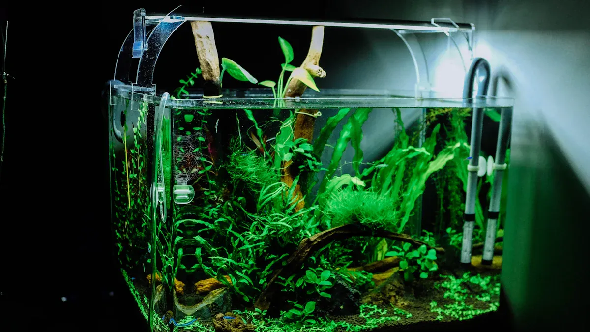 Care Requirements for Anubias Plants