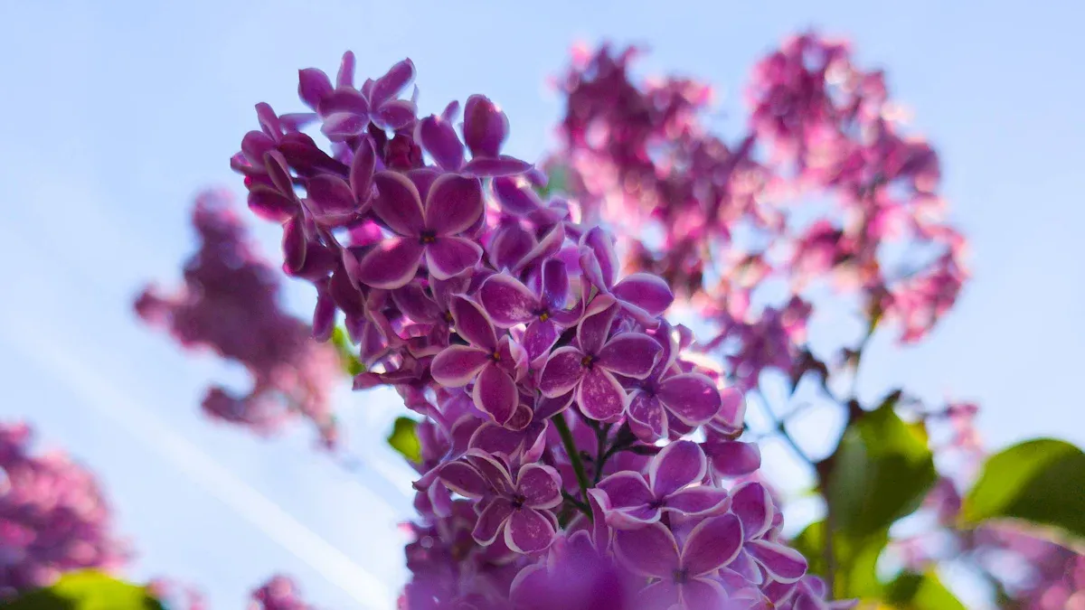 Make Your Lilacs Thrive in the Right Location