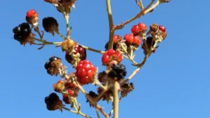 Growing Banana Passion Fruit Vine in a Pot: Expert Tips for a Bountiful Harvest