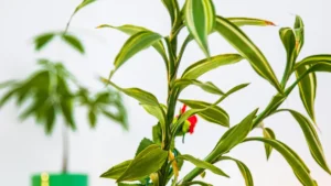 Fertilizing Bamboo Plants: The Do’s and Don’ts for Optimal Growth