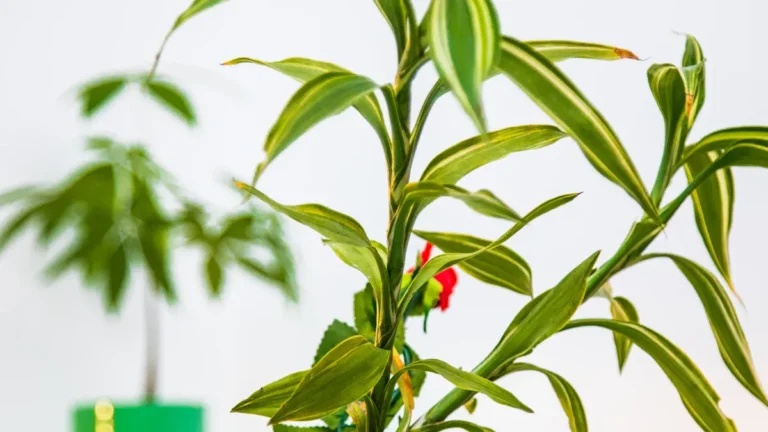 Fertilizing Bamboo Plants: The Do’s and Don’ts for Optimal Growth