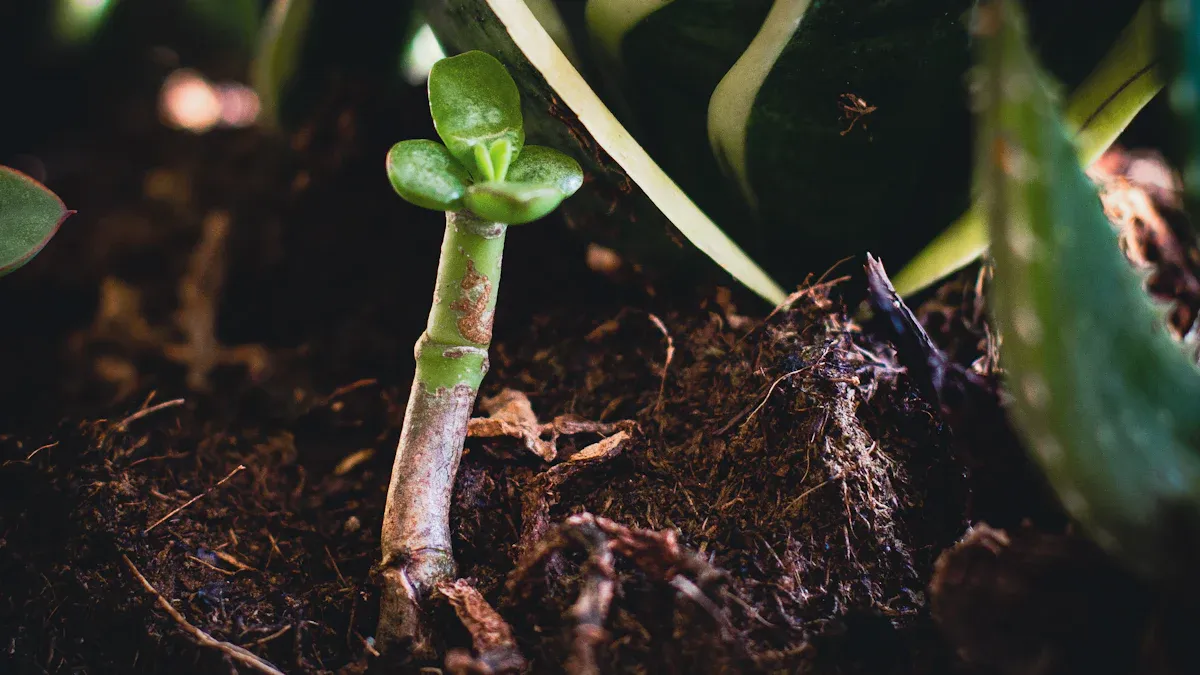 Hollyhock Plant Roots