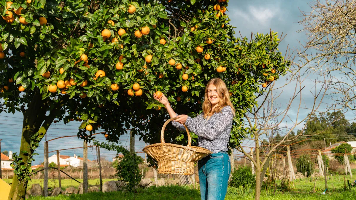 Plant Care for Growing Fruits Successfully