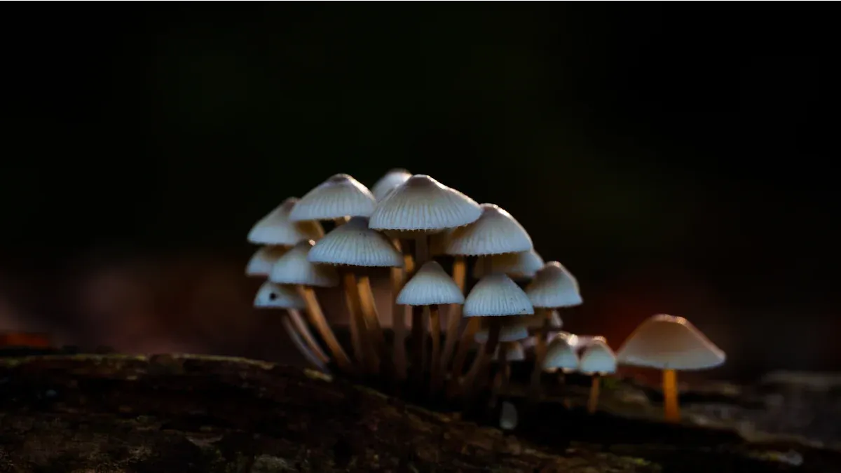 Adaptations of Fungi