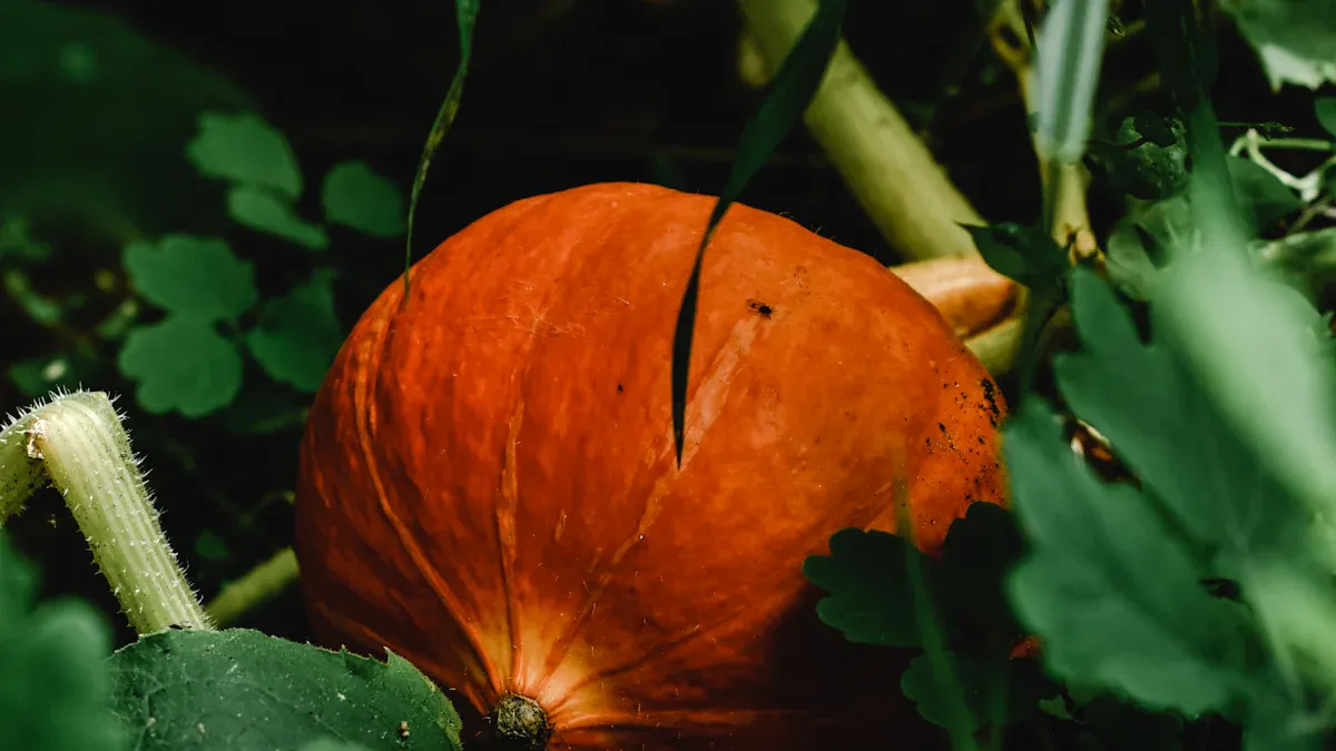 Common Squash Diseases
