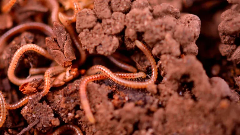 How to Get Rid of Worms in Oleander Plants