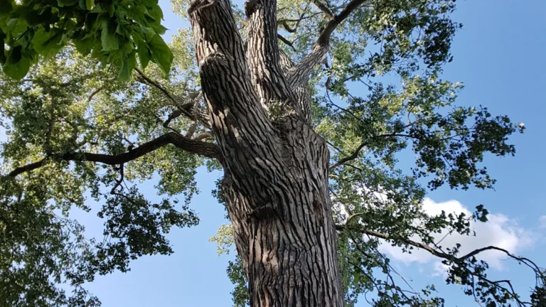 Best Native Trees for Riparian Planting: Choosing the Right Species for Your Area