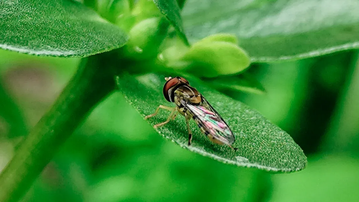 Little Bugs: Spider Mites