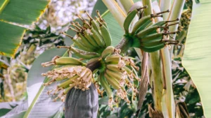 Common Banana Plant Pests: Prevention and Control Methods You Need to Know