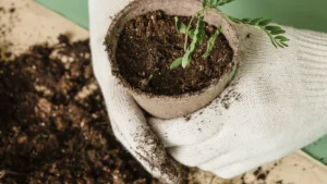 How to Fertilize Rose Bushes in Spring for Better Blooms