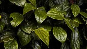 Exploring the Roots and Stems of Betel Plant: Anatomy and Function Explained