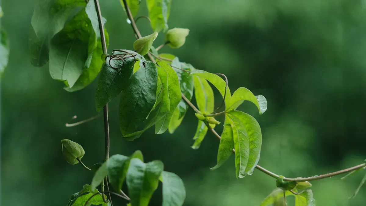 Transplanting Process