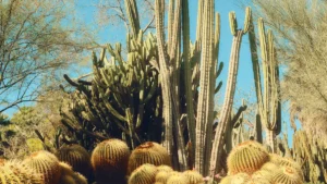 Best Plants for Hot and Dry Climates: Top Picks for Extreme Weather Conditions