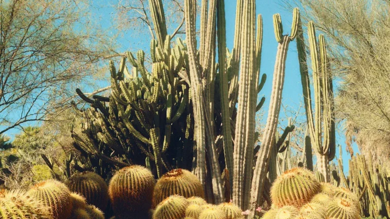 Best Plants for Hot and Dry Climates: Top Picks for Extreme Weather Conditions
