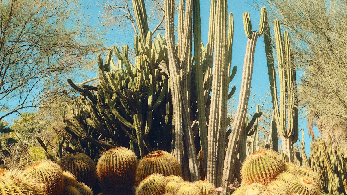 Best Plants for Hot and Dry Climates: Top Picks for Extreme Weather Conditions