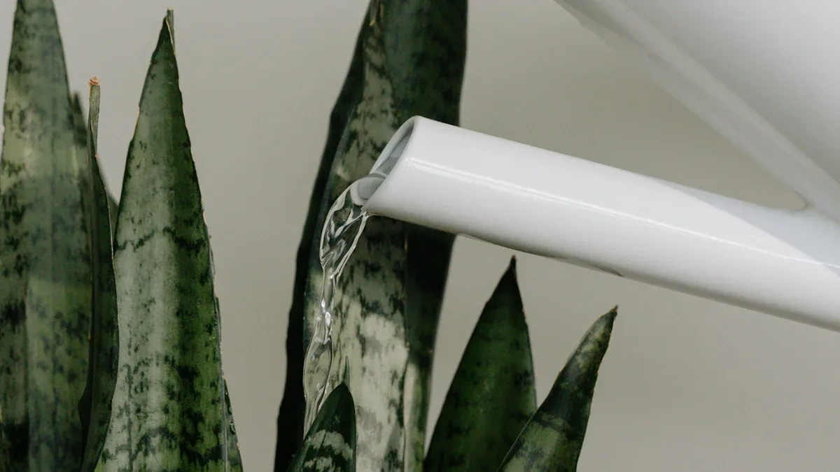 How to Propagate Cylindrical Snake Plant