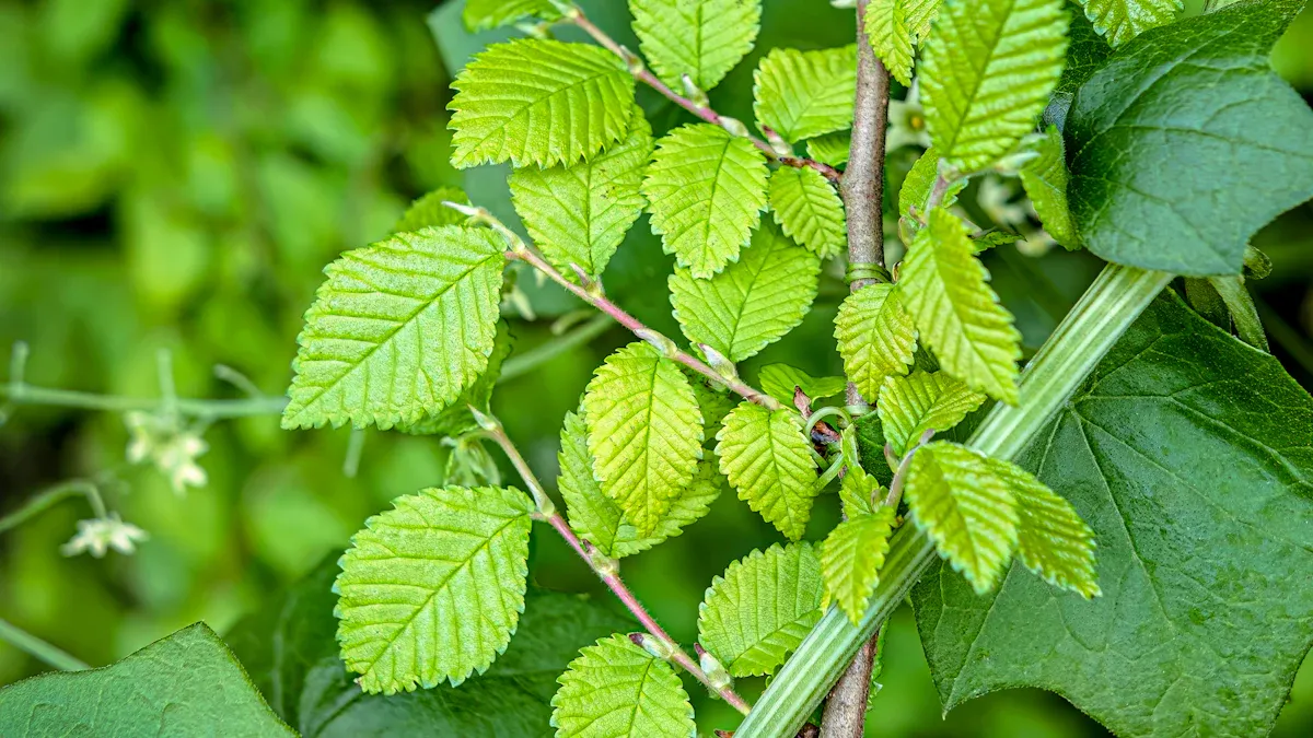 Methods for Fertilizing Your Gooseberry Plant