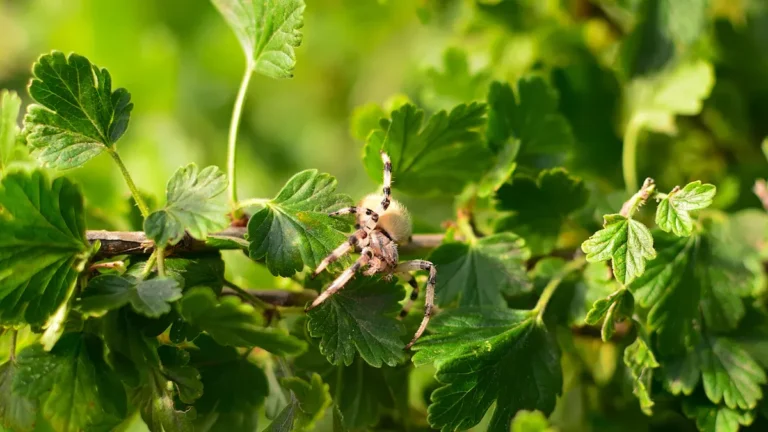 Most Common Gooseberry Plant Pests: Identification and Treatment for a Healthy Harvest