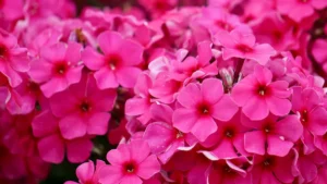 How Much Space to Leave Between Phlox Plants: Optimal Planting Tips