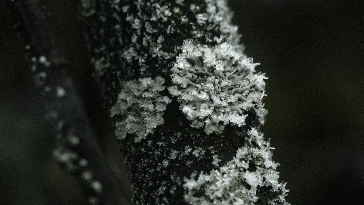 Pests Affecting Lilacs