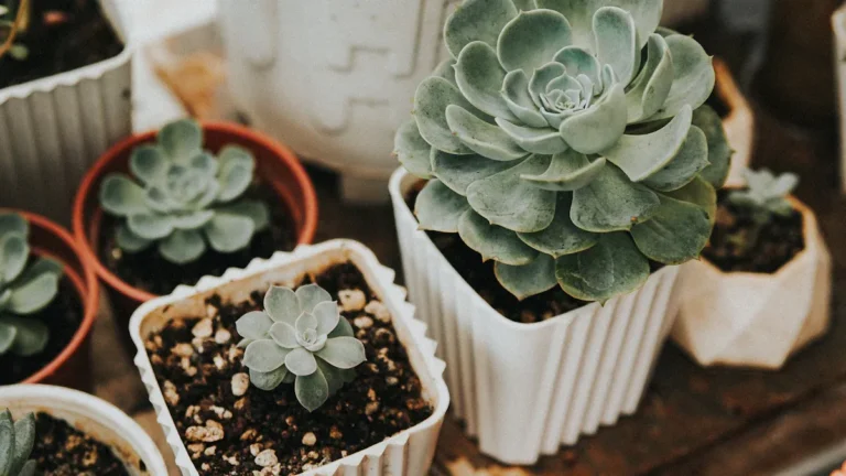 How to Save a Dying Split Rock Plant: Rescue Tips for Thriving Succulents
