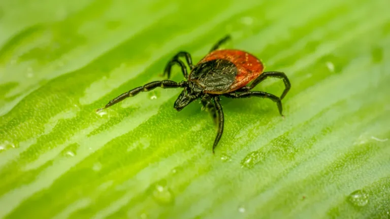 How to Use Diatomaceous Earth for Natural Tick Repellent
