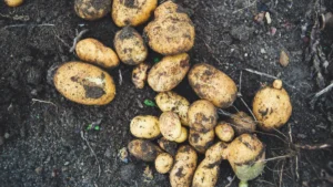 When to Plant Potatoes in NY