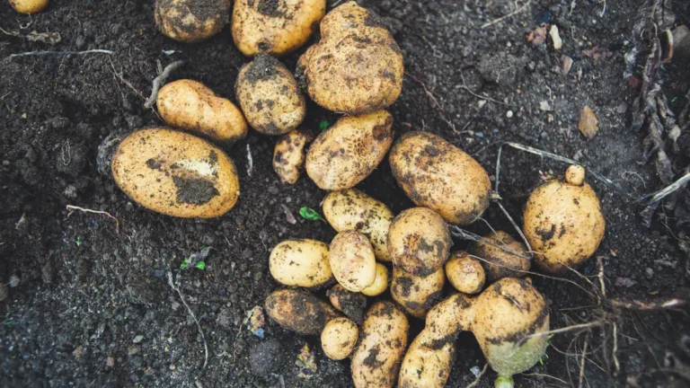 When to Plant Potatoes in NY