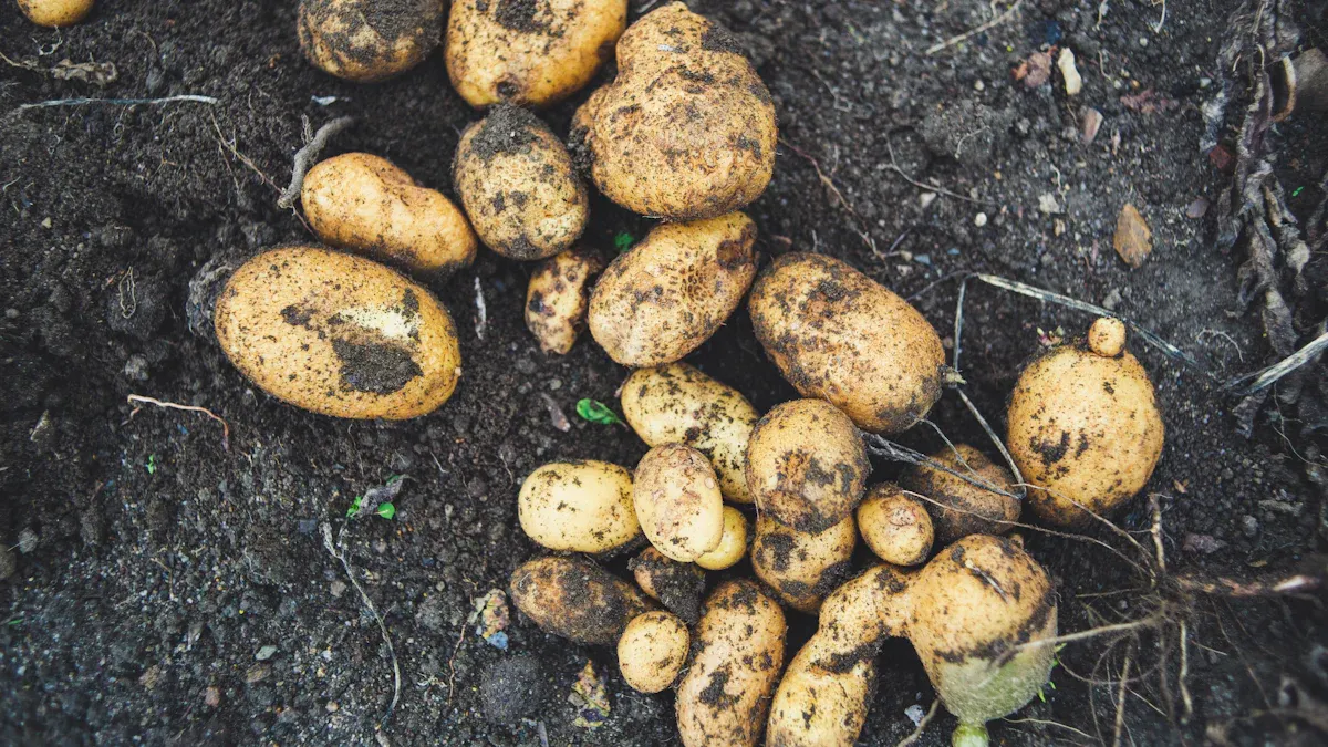 When to Plant Potatoes in NY in 2025