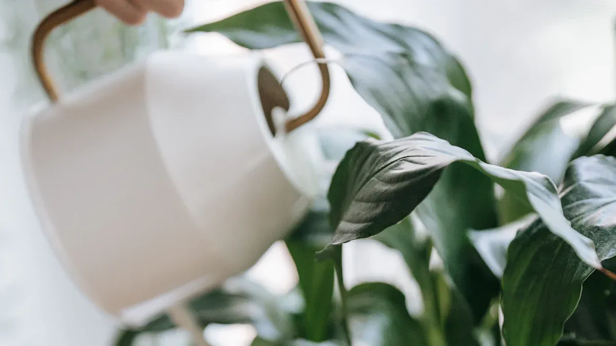 Pothos Care Essentials
