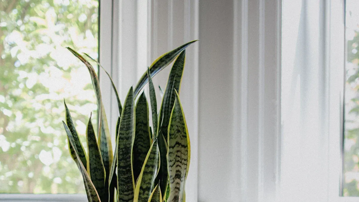 1. Light Needs: Perfect Placement