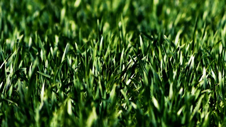 How to Mow St Augustine Grass