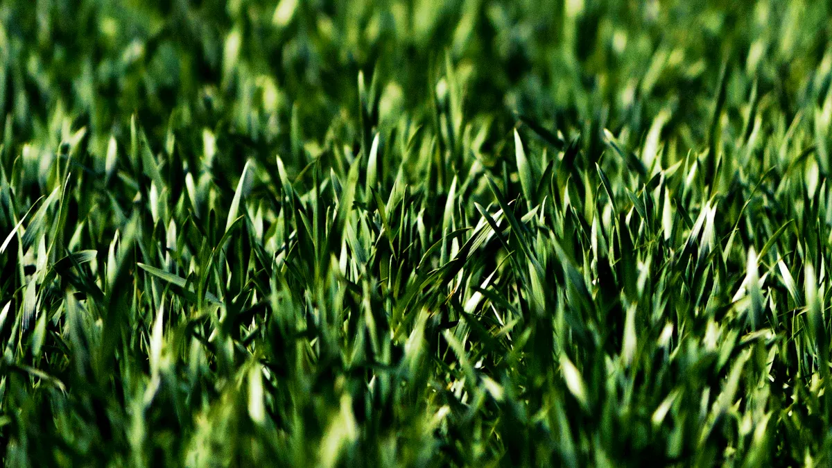 How to Mow St Augustine Grass Effectively in 2025