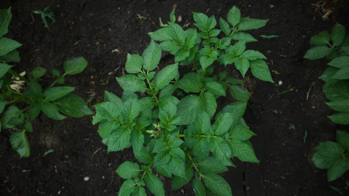 Post-Planting Care for Growing Potatoes