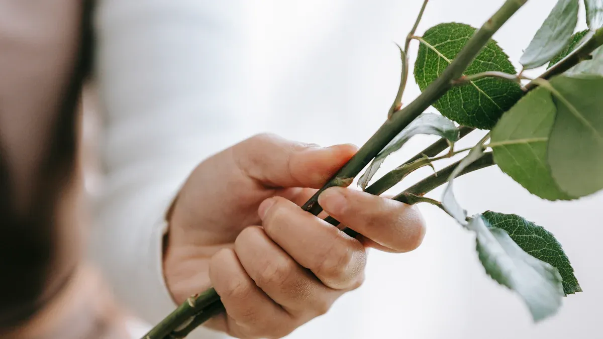 14 Simple Pruning Secrets for a Healthy & Shapely Jade Plant