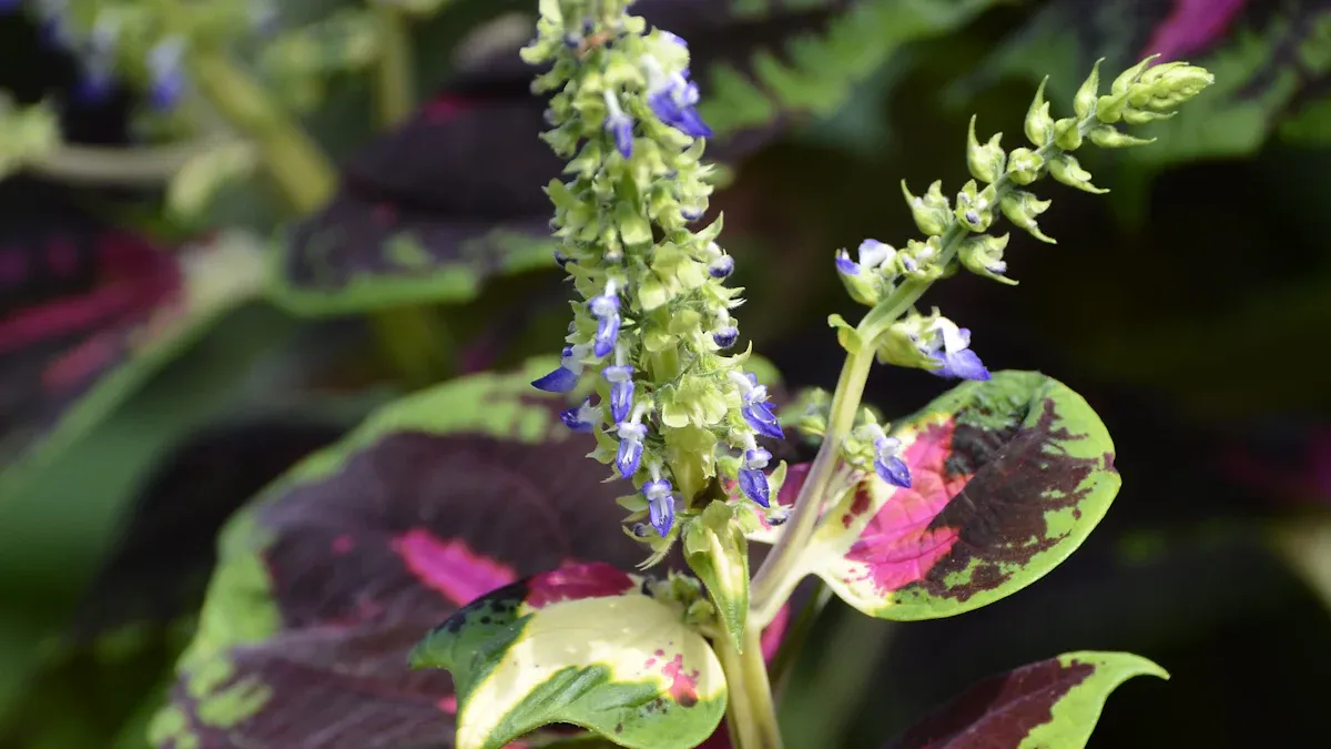 Brilliant Pruning Secrets for Coleus