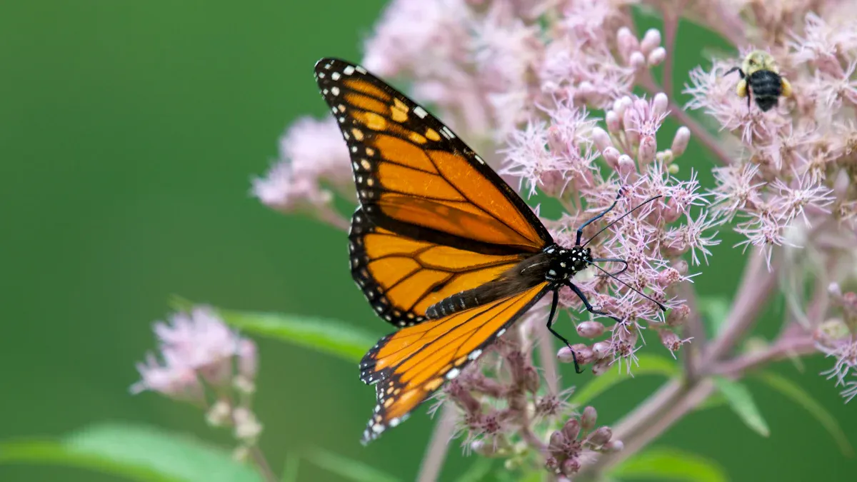Why Plant Milkweed in Your Garden