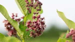 Milkweed Plant: 10 Essential Types to Grow & Care