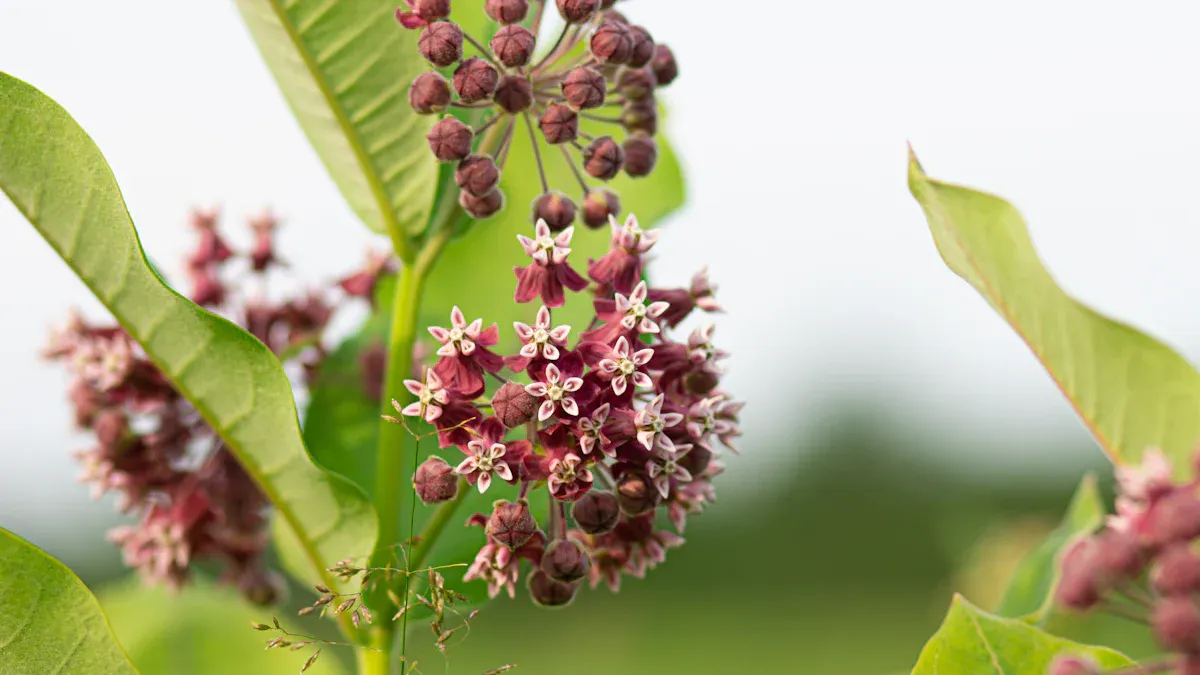 Milkweed Plant: 10 Essential Types to Grow & Care