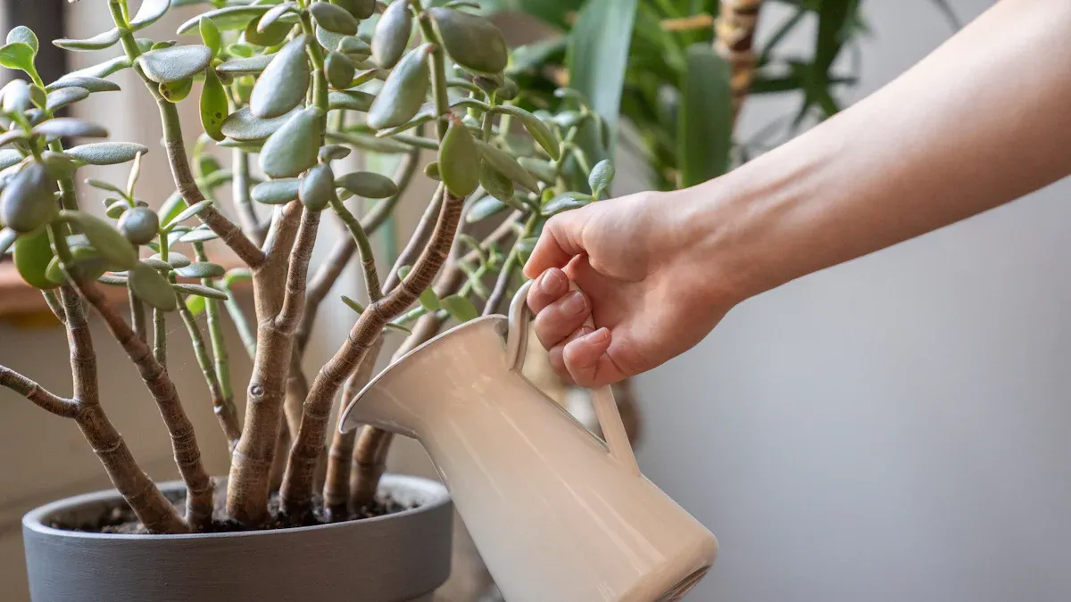 7 Easy Steps: How to Care for a Jade Plant