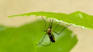 Citronella Plant: Types, How to Grow & Best Pest Care