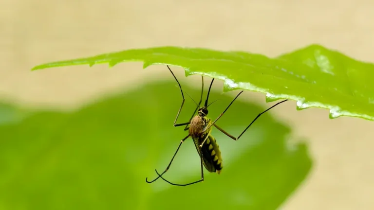 Citronella Plant: Types, How to Grow & Best Pest Care