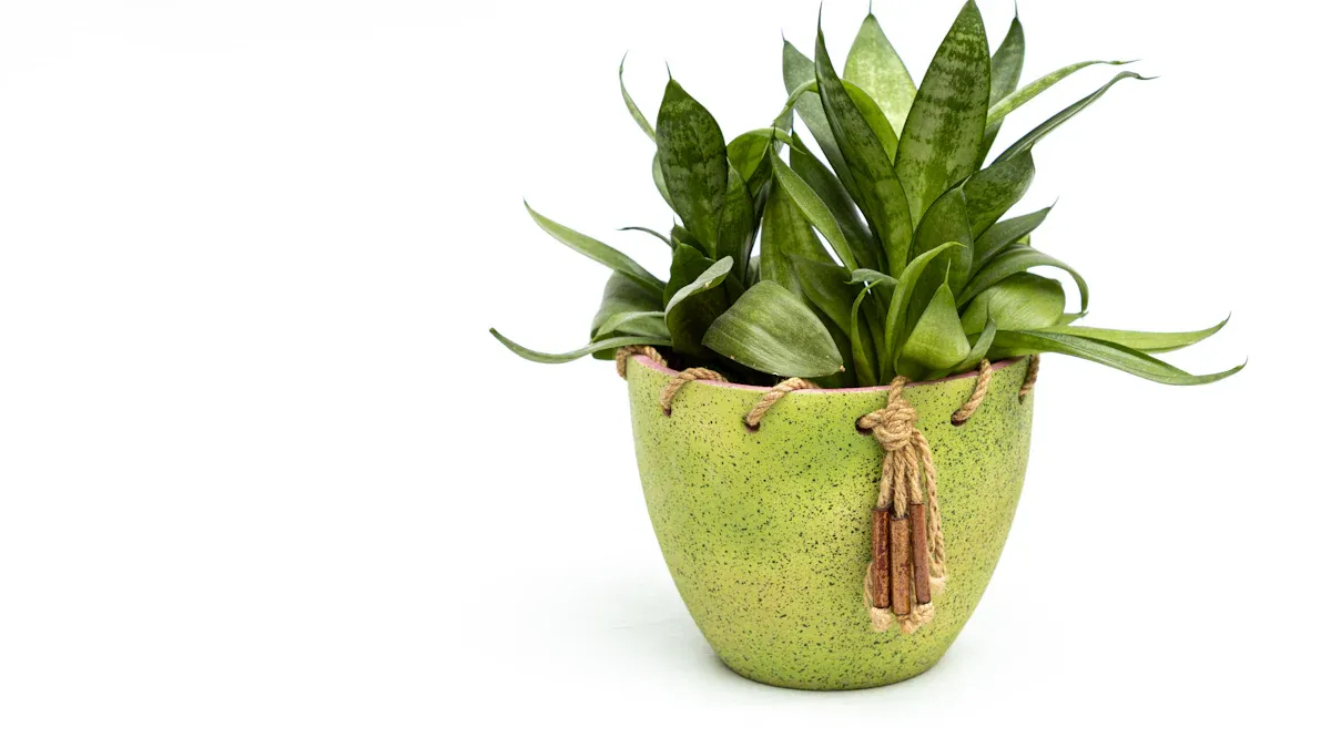 4. Potting Essentials: Size and Drainage