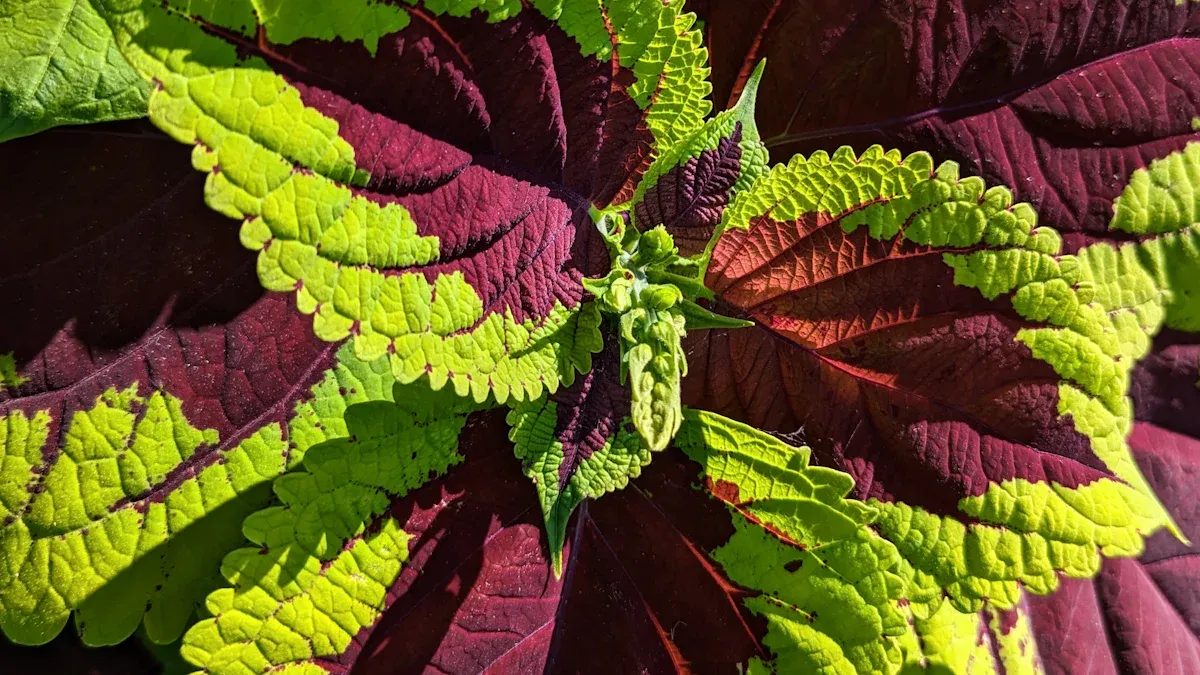 Coleus Plant: 18 Colorful Types and Brilliant Pruning Secrets