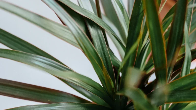 Dracaena Plant: 13 Top Types, How to Grow & Best Care